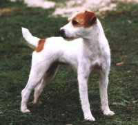 Tara